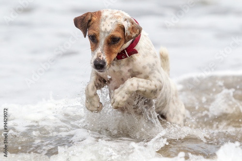Capture the pure joy of a happy dog sprinting full speed towards the camera on a beautiful beach.