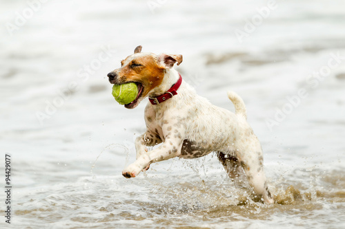 A group of playful puppies, including Jack, are running towards the water on a sunny beach in summer, their fur wet and glistening with agility.