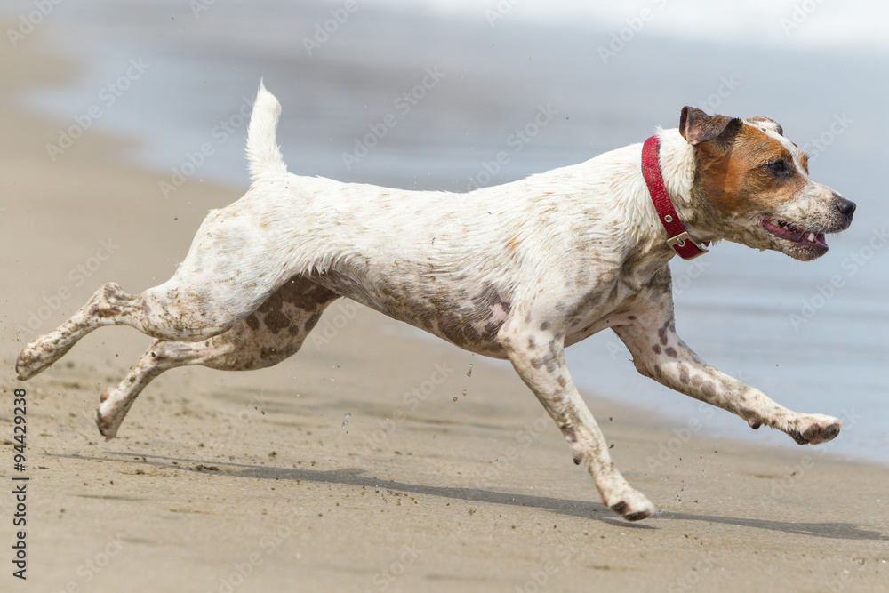 Joyful canine sprinting along the sandy shore with boundless energy and excitement. Joyful canine sprinting along the sandy shore with boundless energy and excitement.