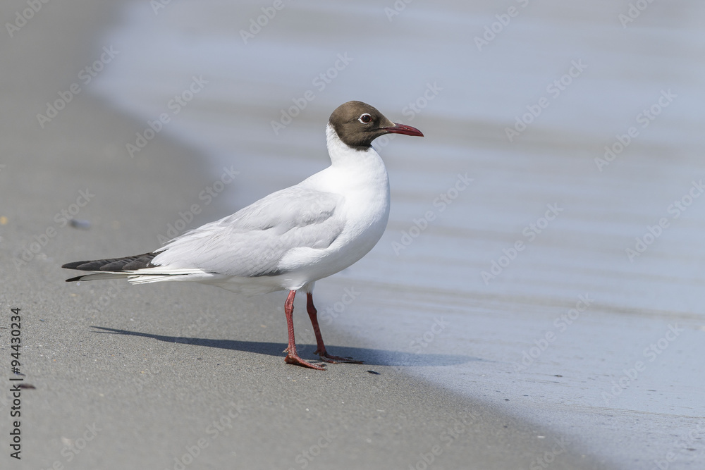 Naklejka premium Gabbiano