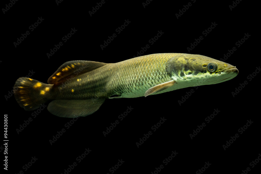 Arapaima and pirarucu fish swimming gracefully in the clear waters of the  , showcasing their impressive size and beauty. Stock Photo