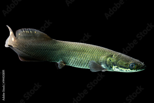 Experience the beauty of free swimming juvenile Arapaima gigas in stunning underwater studio shots,available for free. photo