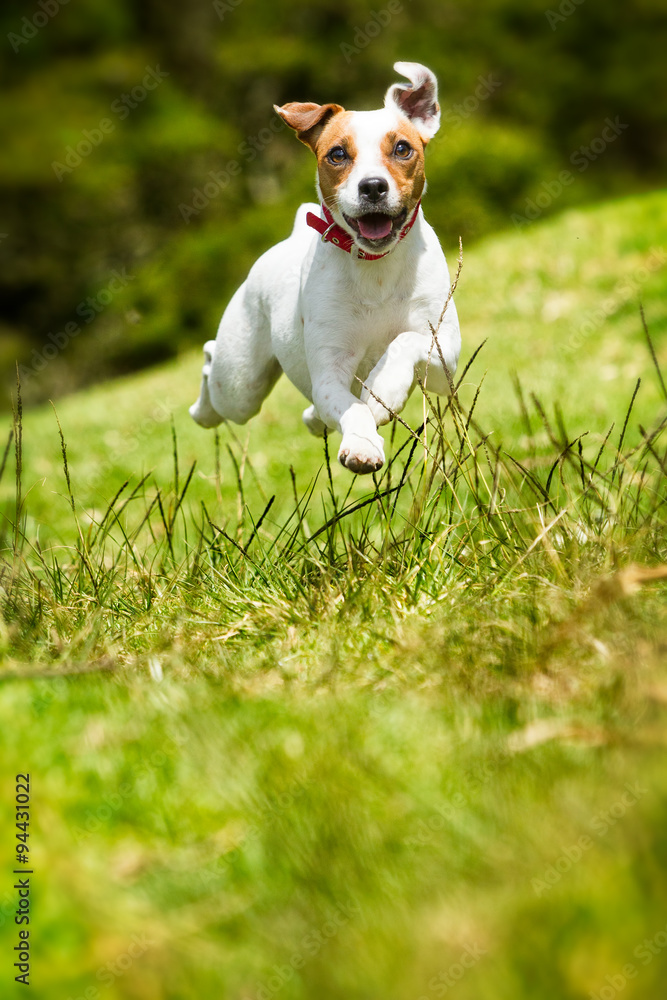 A happy Jack Russell Terrier dog is captured mid-air while jumping and running through the grass in the summer, with a camera capturing the moment. A happy Jack Russell Terrier dog is captured mid-air while jumping and running through the grass in the summer, with a camera capturing the moment.