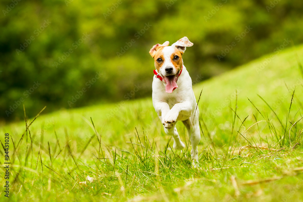 A happy Jack Russell terrier jumps in the grass, playing outdoors, with a camera capturing its joyful run. A happy Jack Russell terrier jumps in the grass, playing outdoors, with a camera capturing its joyful run.