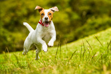Acrylglasbilder Hund Jack Russell springt in Sommersonne  © Ammit