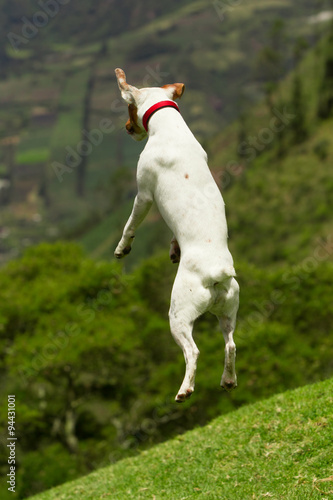 Fototapeta Naklejka Na Ścianę i Meble -  Watch as this happy dog jumps high to gain a better vantage point and see the world from a new perspective.