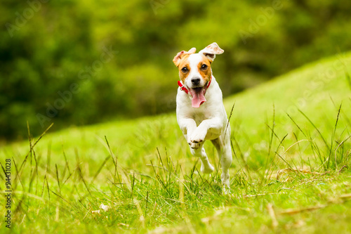 A happy Jack Russell terrier jumps in the grass, playing outdoors, with a camera capturing its joyful run.