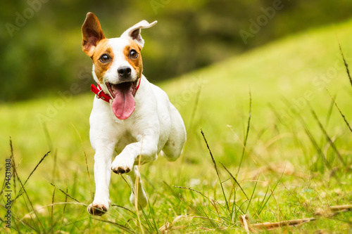 A happy Jack Russell terrier puppy is running and jumping towards the camera while playing fetch with a toy.