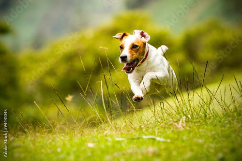 A cute Jack Russel terrier breed dog happily jumping and playing fetch in the grass, running around with joy.