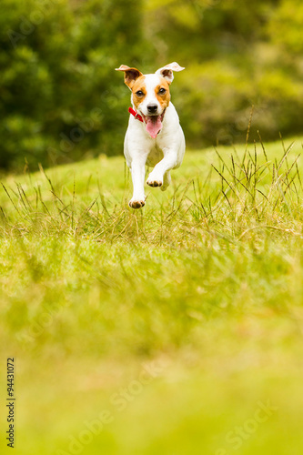 A small, agile puppy with boundless energy joyfully jumps and runs towards the camera on a grassy field, as if flying through the air.