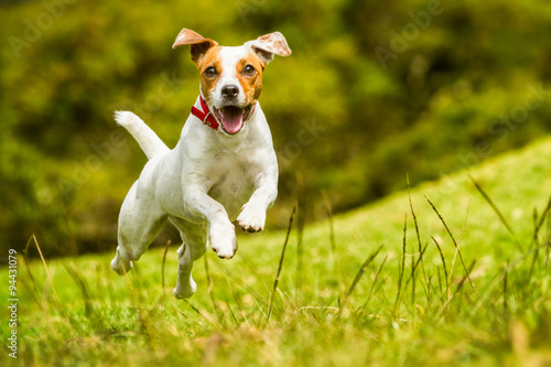 Fotografie, Tablou dog happy run russel jack jump pet cute terrier play summer joyful hound racing