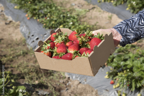 Kilo size box of fresh strawberries in a strawberry field Western Cape South Africa