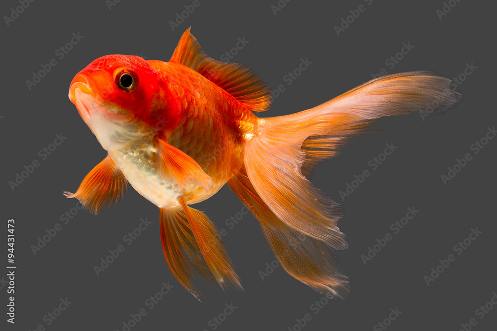 red cap oranda goldfish isolated on gray high value studio aquarium shot  color race macro bowl