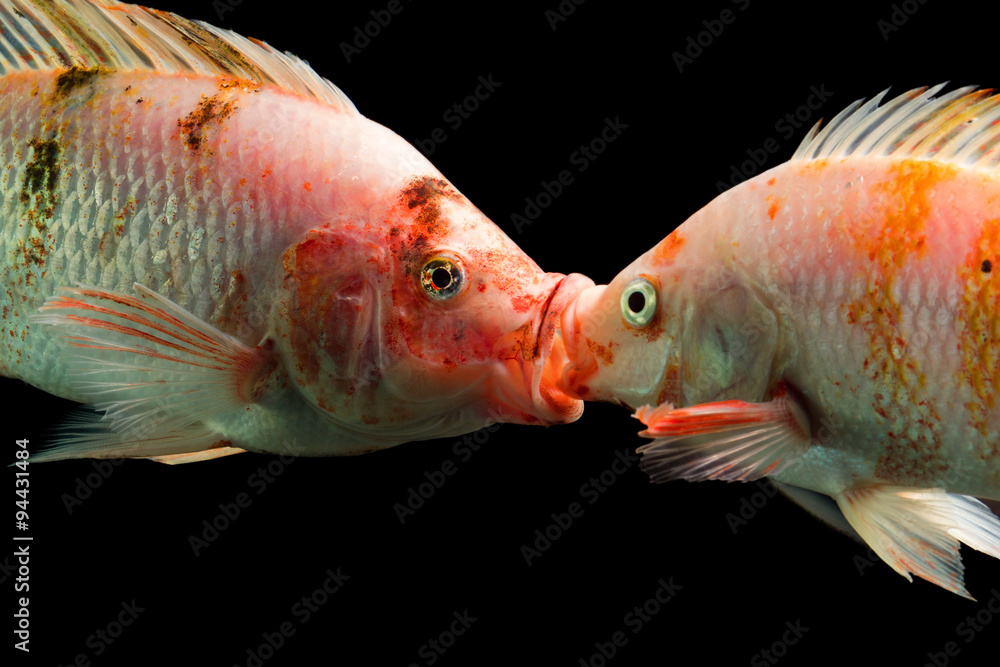 tilapia kissing fish tilapia couple kissing underwater high quality