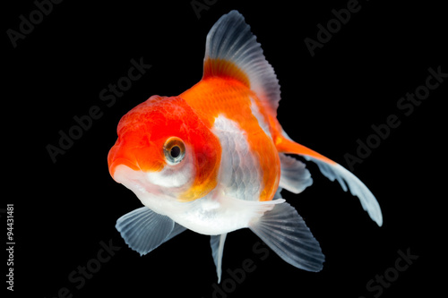 Oranda goldfish,in stunning detail,isolated against black,captured in a high quality studio shot with meticulous background removal to showcase complete finnage