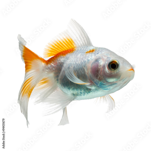 A cute baby goldfish fry swimming in a clear isolated tank with a white background, resembling a delicate and precious sea creature.