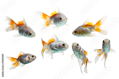Seven shots of juvenile goldfish approximately 3 months old isolated against a pristine white background capturing various angles and details