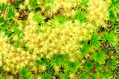 Explore the rich diversity of high altitude algae and mosses within Ecuador's Llanganates National Park showcasing the unique flora of the Andean region photo