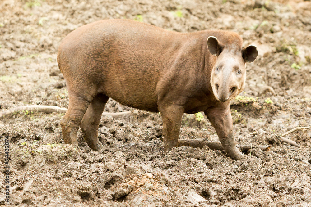 Get a detailed view of the Ecuadorian brown female tapir Tapirus terrestris with a stunning close up shot. Get a detailed view of the Ecuadorian brown female tapir Tapirus terrestris with a stunning close up shot.