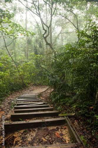 Misty rain forest on Borneo with pathway