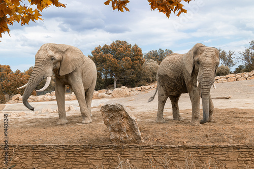 African elephants photo