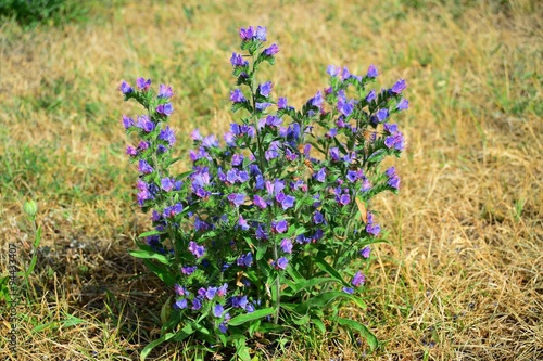 Blue wild flowers in Lithuania field on summer