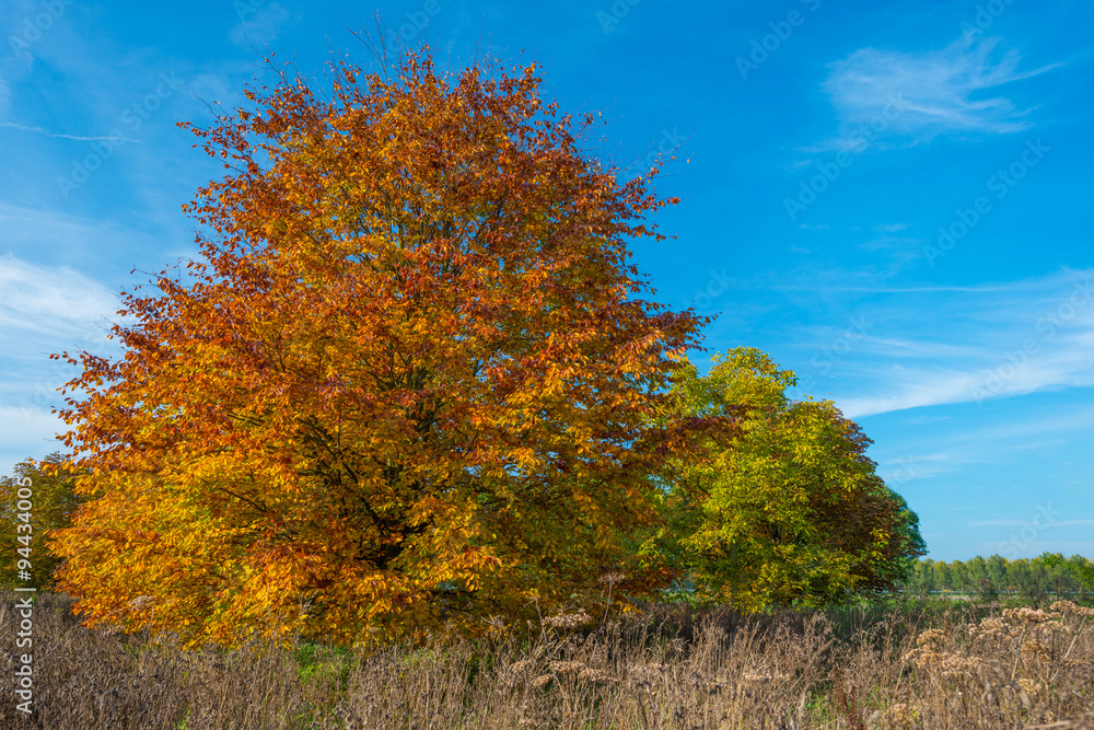 Beech tree in a field in autumn colors Beech tree in a field in autumn colors