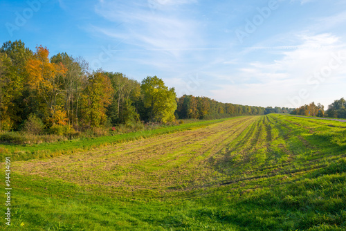 Trees in a field in autumn colors