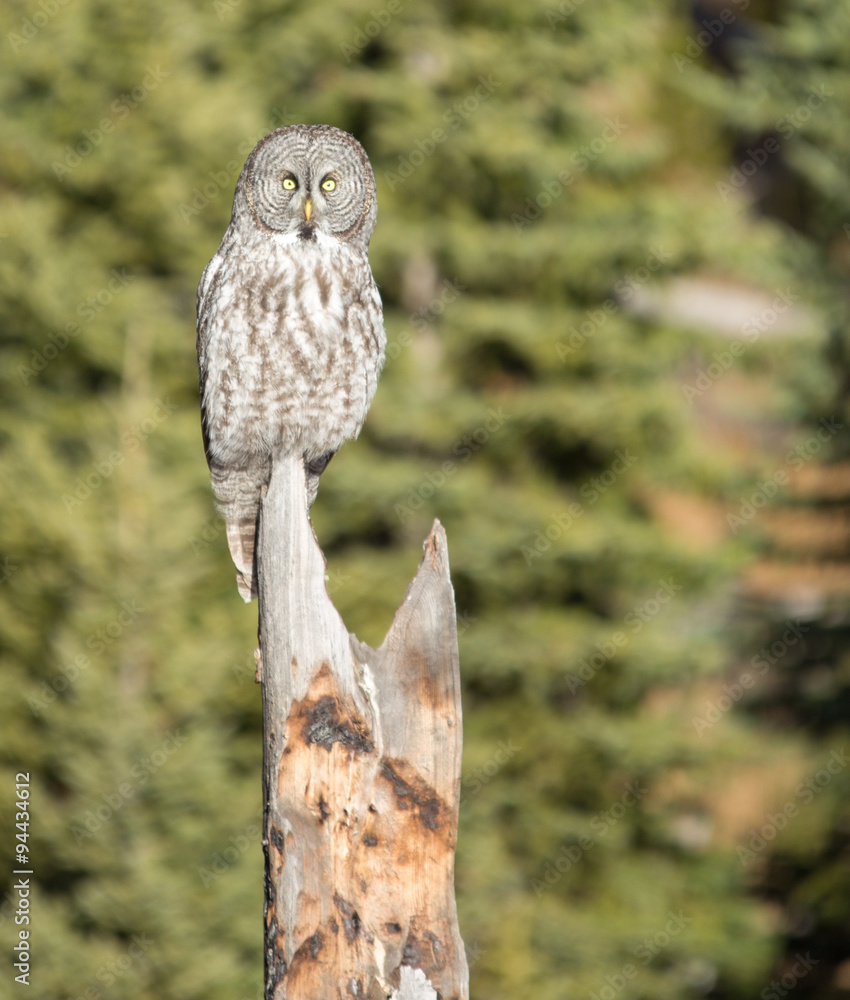 Fototapeta premium Great Grey Owl.
