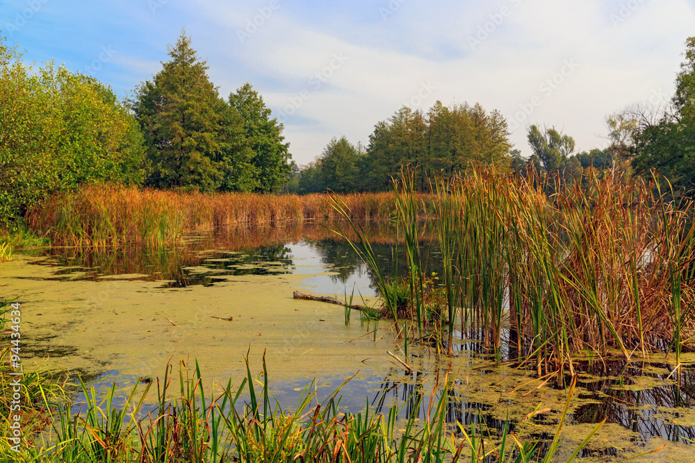 Autumn on old bog