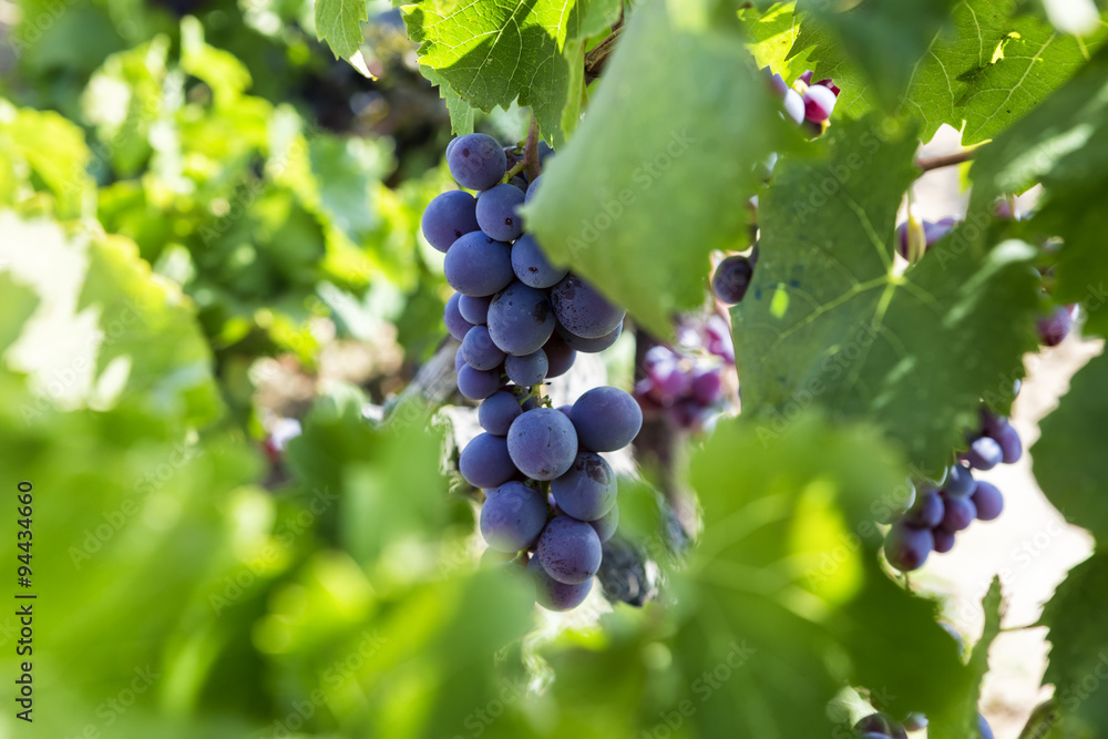 Bunches of wine grapes hanging on the wine Bunches of wine grapes hanging on the wine
