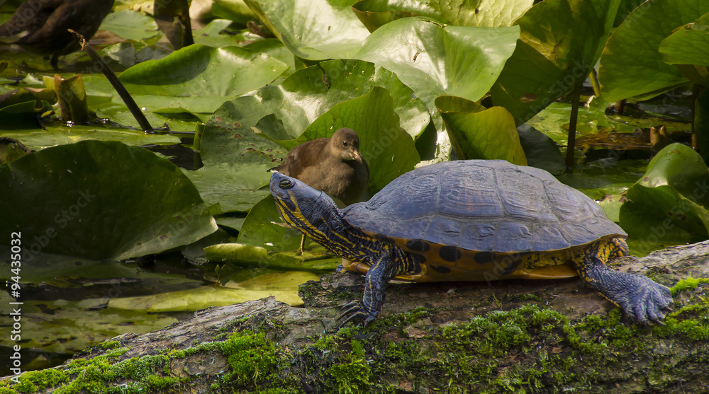 Fototapeta premium Rotwangenschildkröte auf einem Baumstamm