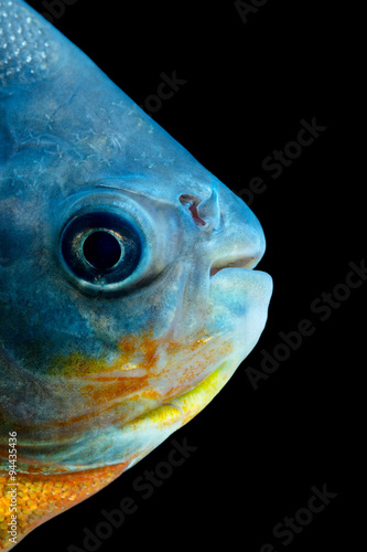 A black pacu fish swimming in the freshwater of the Amazonia, showcasing its live and vibrant colors.