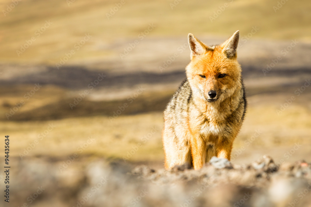national park cotopaxi ecuador wildlife wild fox in cotopaxi national ...