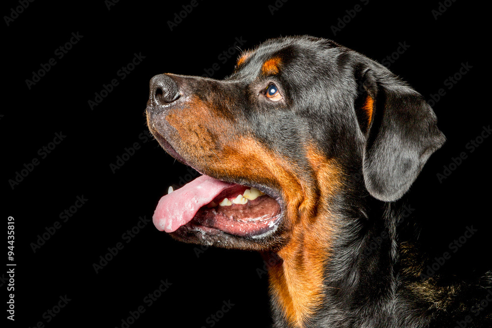 Discover the striking essence of an adult male Rottweiler purebred dog captured in our high contrast studio portrait embodying the breed's iconic characteristics and genetic heritage