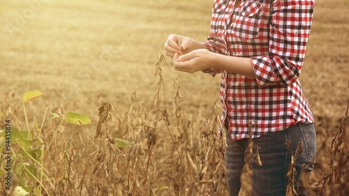 Female farmer in soy bean field examining crops before harvest