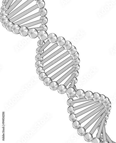 Chain vector DNA. The contours of the DNA.