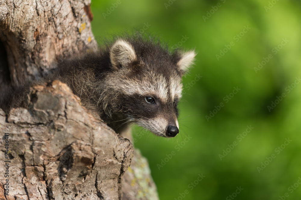 Young Raccoon (Procyon lotor) Pokes Head out of Hole