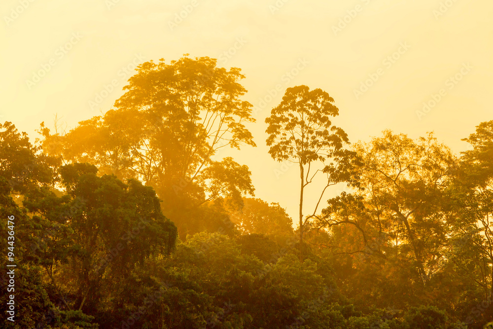 Naklejka premium amazoński las deszczowy wschód słońca zamglona dżungla ekwador świt nad amazońskim lasem amazoński las deszczowy wschód słońca zamglona dżungla ekwador jazda rzeka woda drewno lato natura odkryty potok las deszczowy