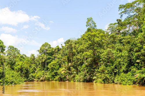 A lush, dense jungle in Yasuni National Park, Ecuador. The Amazon River flows through the vibrant tropical rainforest of Amazonia.