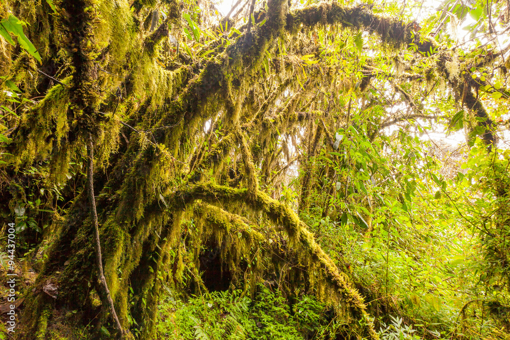Obraz premium Experience the enchanting beauty of high altitude vegetation in the Ecuadorian Andes with our captivating story tale adventure.