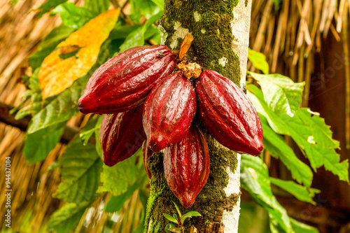 A lush cocoa plantation in the Ecuadorian rainforest, with vibrant red cacao pods hanging from tropical trees ready for cultivation.