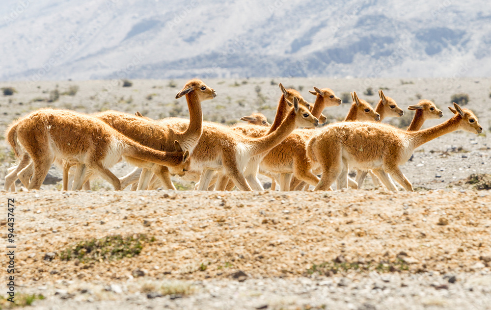 A breathtaking South American landscape with wild alpacas, llamas, and vicuñas running free in the wilderness of Peru and Ecuador.