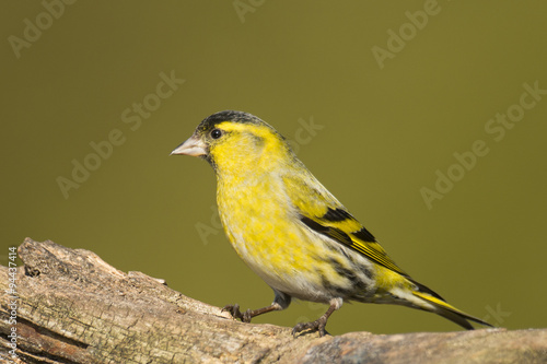 Male siskin