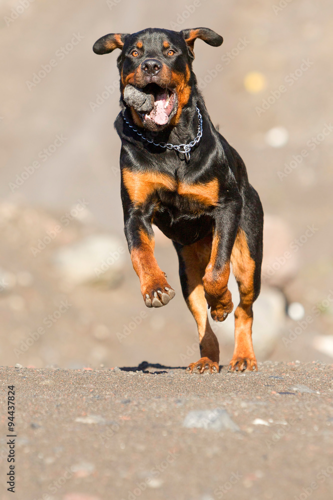 Witness the remarkable agility and energy of a 9 month old Rottweiler as it retrieves a stone at full speed showcasing the breed's innate athleticism and playful nature in action