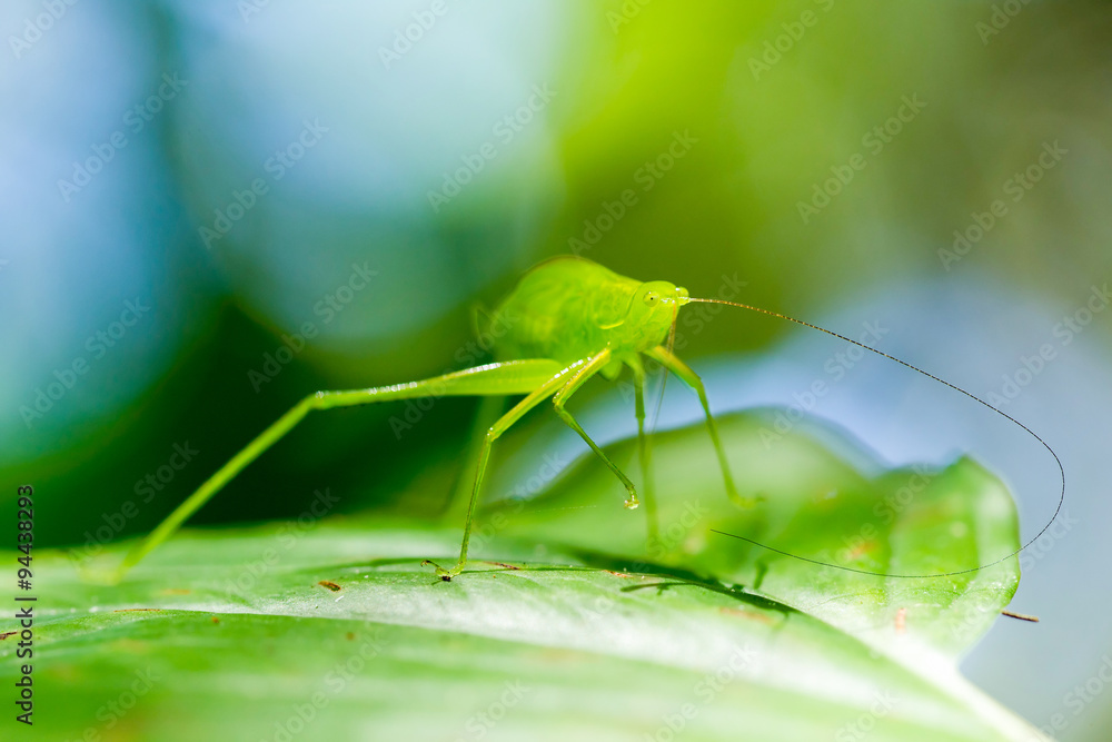 A colossal green grasshopper captured amidst the rich foliage of the Amazonian forest highlighting the biodiversity of this vibrant ecosystem A colossal green grasshopper captured amidst the rich foliage of the Amazonian forest highlighting the biodiversity of this vibrant ecosystem
