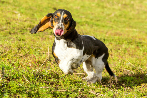 Captivating low angle shot of a female basset hound in full running speed,chasing prey,showcasing the breed's agility and determination.