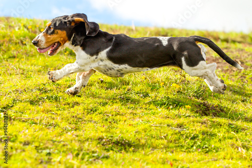 A basset hound running through a vast panorama, ears flapping in the wind as it joyfully dashes across the open landscape.