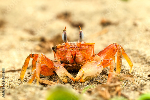 Captured on the beach a ghost crab gazes directly at the camera its eyes stretched upward offering a captivating glimpse of coastal wildlife