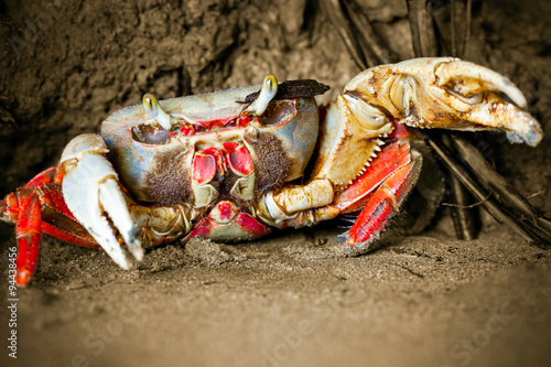 A fiddler crab scuttles through the muddy mangrove roots, while a lobster lurks in the shadows of the tangled branches.